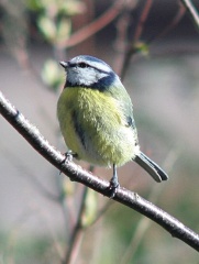 20160307 Blue Tit